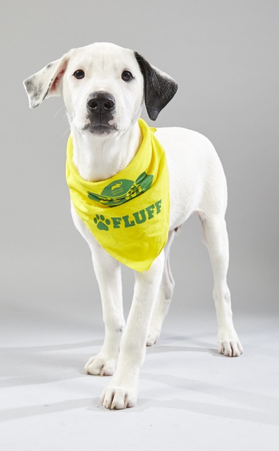 Puppy Bowl XV